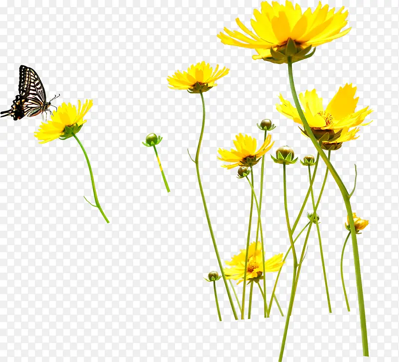 黄色野外花朵蝴蝶