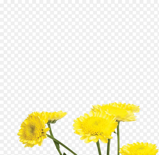 黄色夏日花朵海报植物