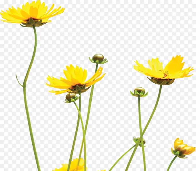 夏日植物花朵黄色效果风景