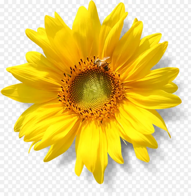 高清黄色向日葵花朵