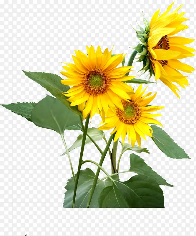 夏日黄色花朵植物