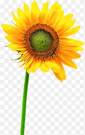 植物黄色花朵向日葵