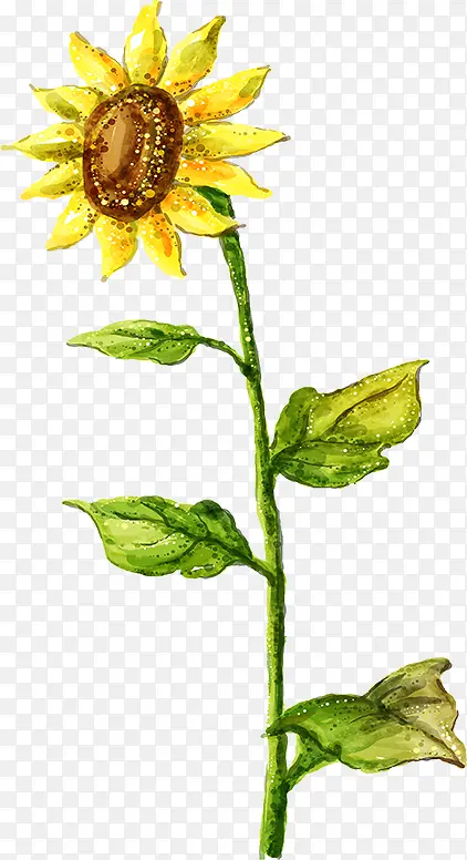 手绘黄色可爱花朵向日葵