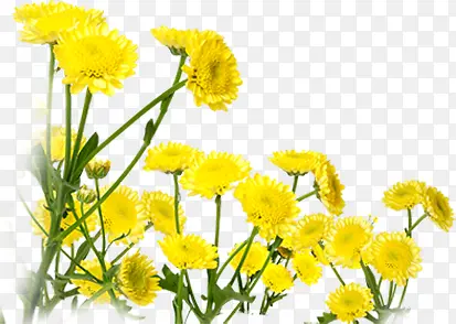 黄色卡通花朵美景春天手绘