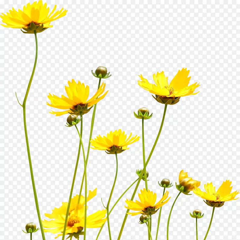 黄色花朵向日葵美景