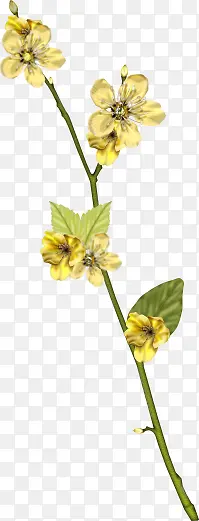 黄色花朵花枝绿叶