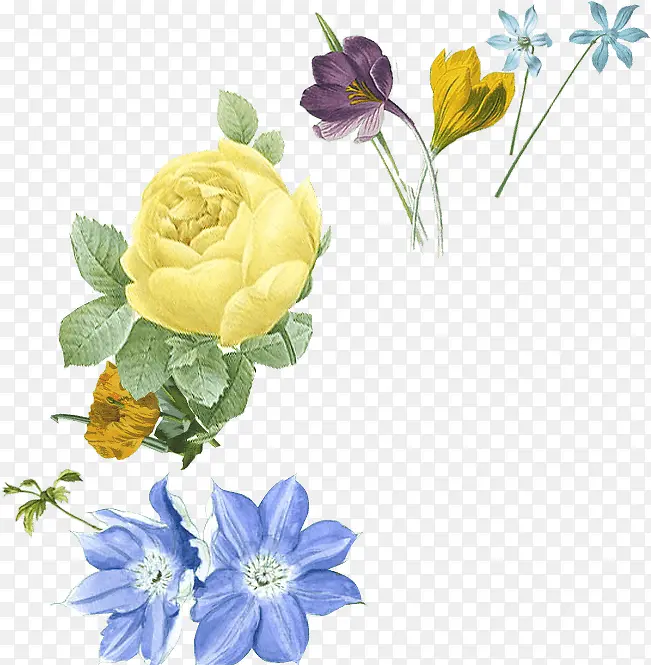 玫瑰花黄色花朵蓝色花朵