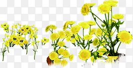 手绘植物夏日风景黄色花朵