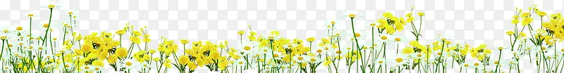 黄色唯美春天花朵