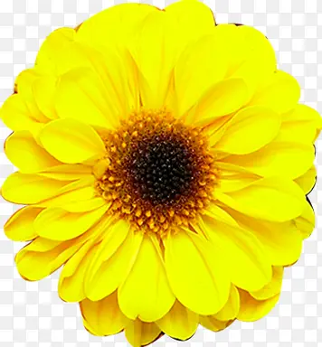 黄色精美生机花朵