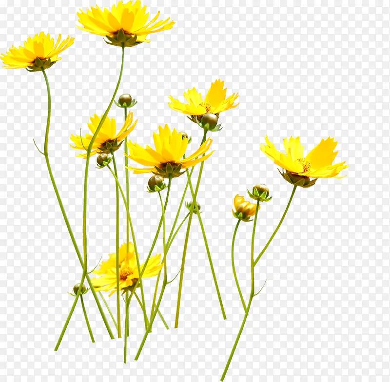 黄色唯美清新花朵植物