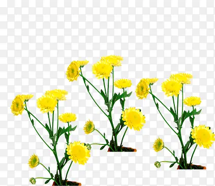 黄色可爱美景花朵设计