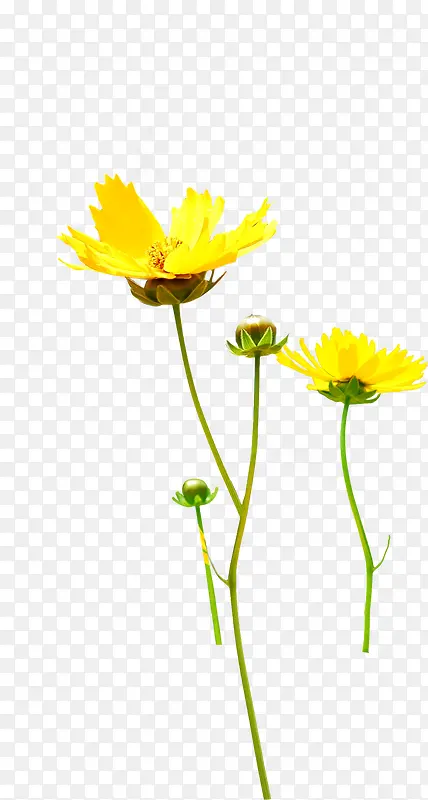 黄色唯美花朵植物创意