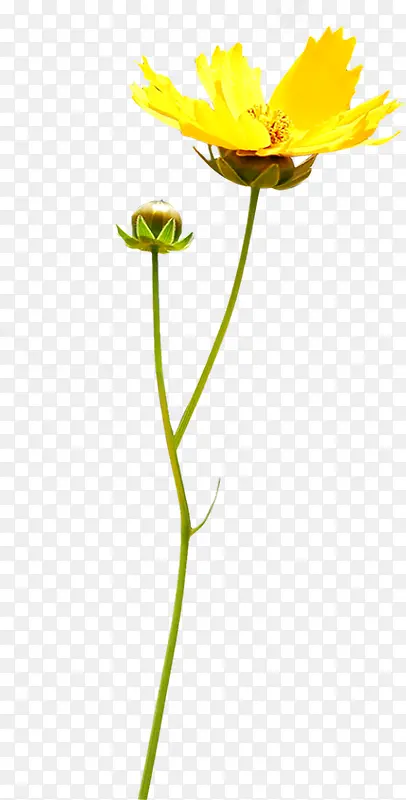 黄色靓丽花朵自然