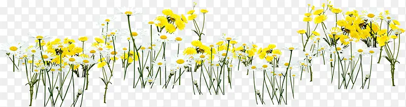 黄色春天花朵风景