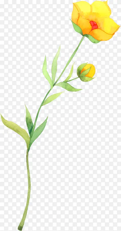 手绘黄色花朵花苞植物