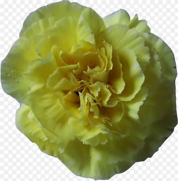 黄色温馨康乃馨花朵