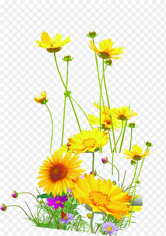 黄色花朵创意植物