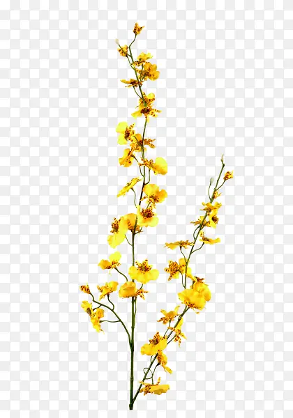 黄色花朵免抠素材