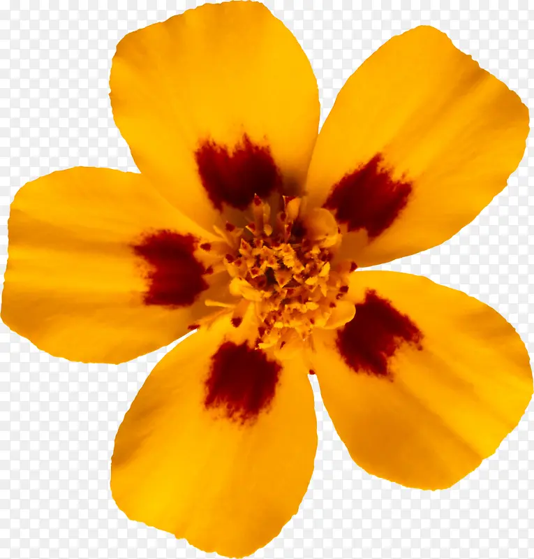 黄色花朵透明