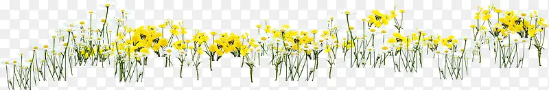 黄色春天郊外花朵美景草地
