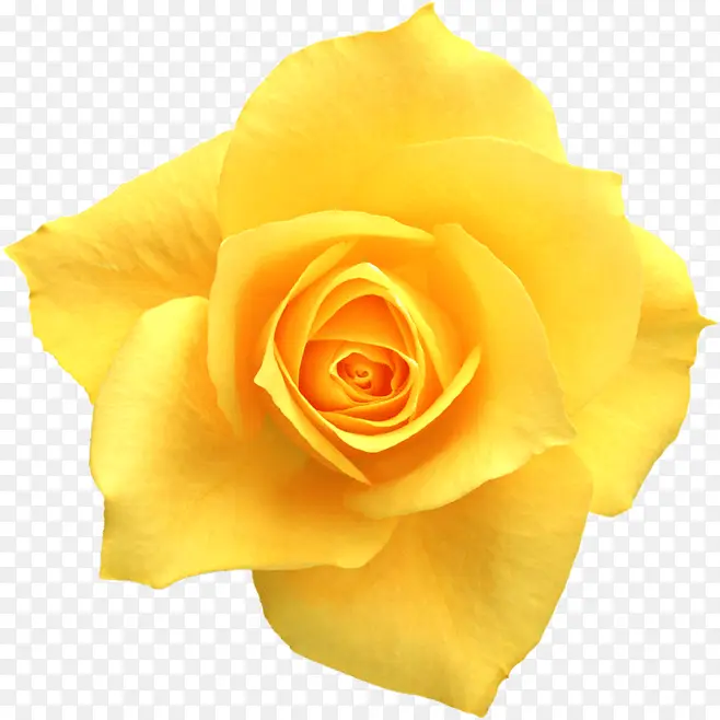 创意摄影黄色的花朵