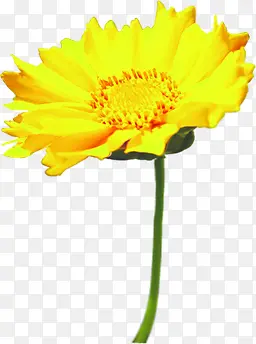 黄色可爱唯美花朵高清