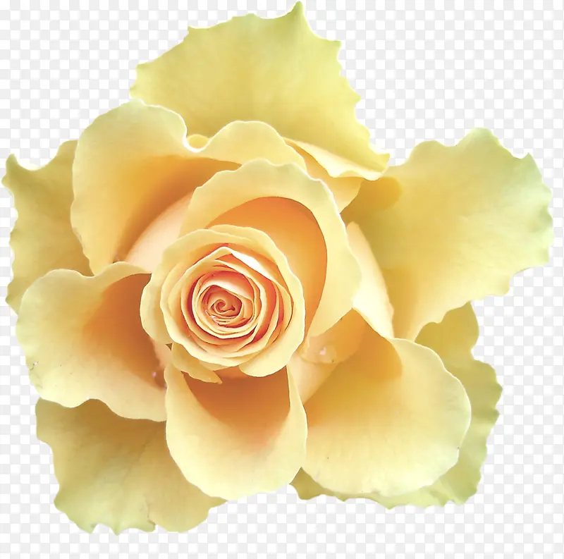 黄色玫瑰花花朵漂亮花朵