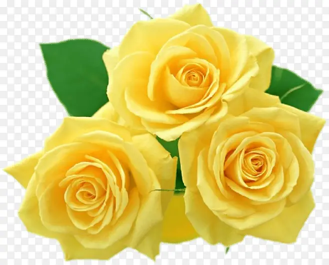黄色唯美花朵玫瑰