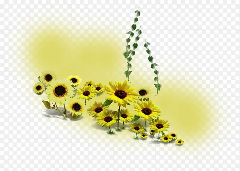 手绘黄色向日葵花朵