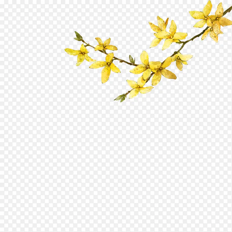 高清摄影黄色的花朵