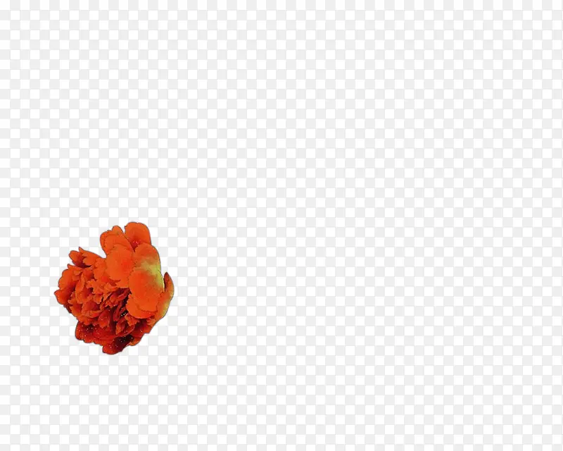 红色牡丹花朵黄色