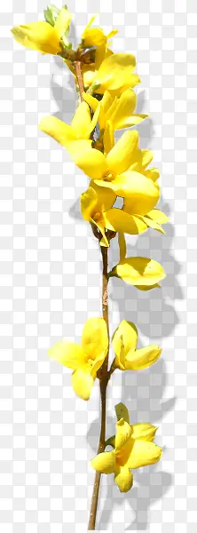 黄色花朵黄色树枝花朵