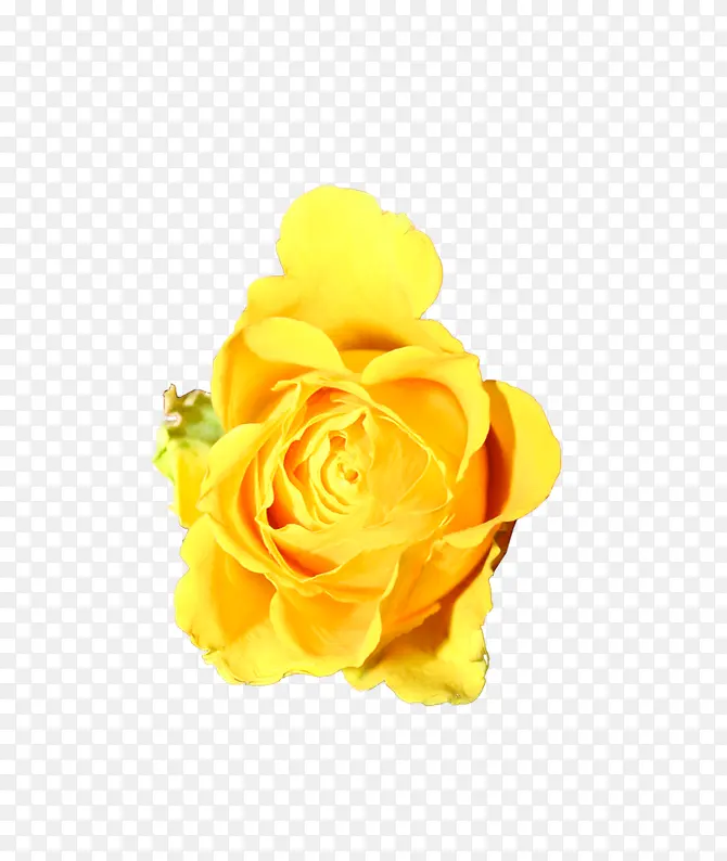 黄色牡丹花黄色花朵