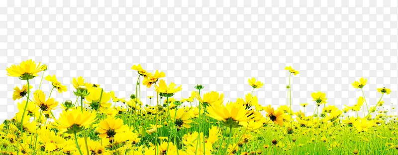 黄色花朵美景风光