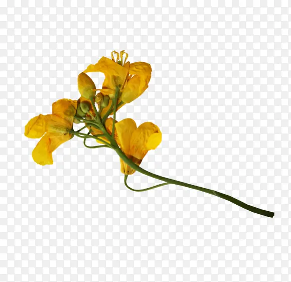 黄色花枝花朵