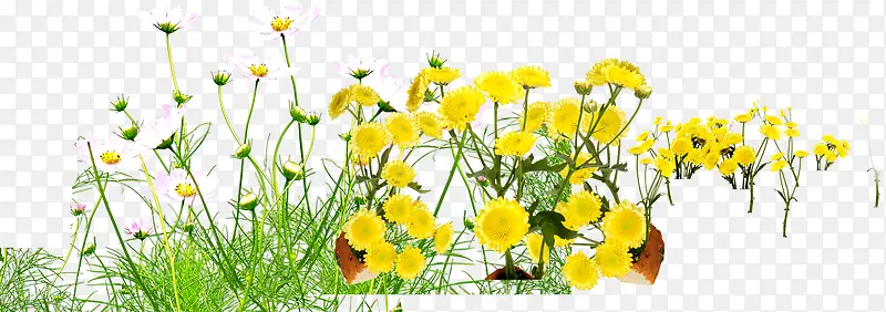 黄色花朵植物美景
