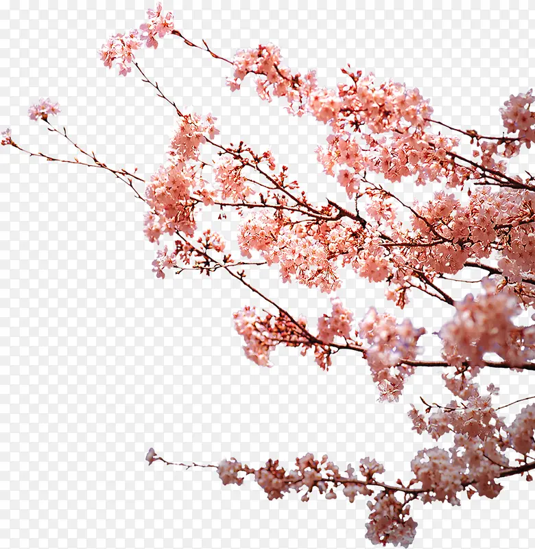 花朵花枝花瓣