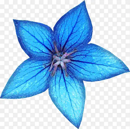 蓝色漂亮花朵