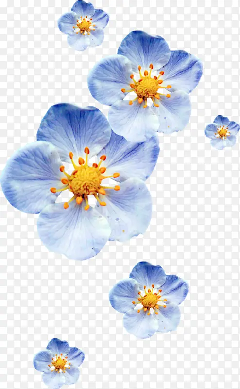 蓝色渐变花朵花瓣