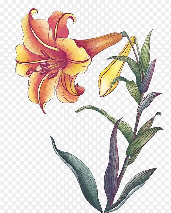 手绘百合花