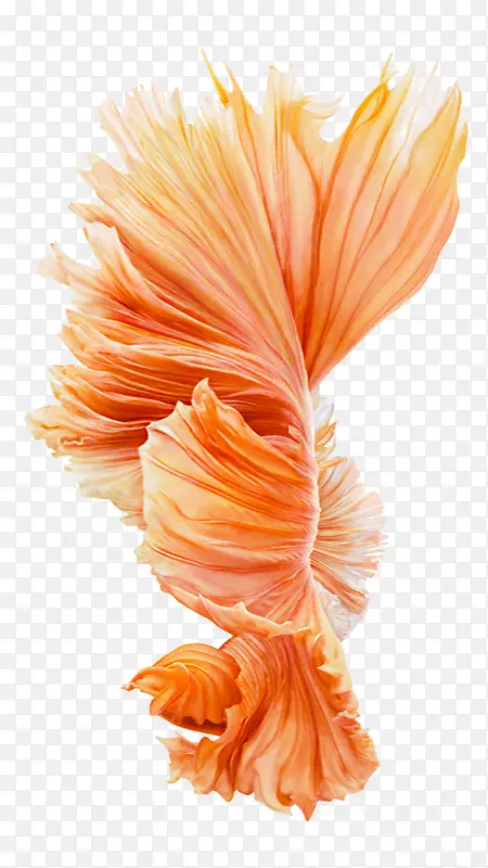 花卉