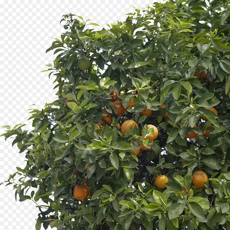 茂密的橘树