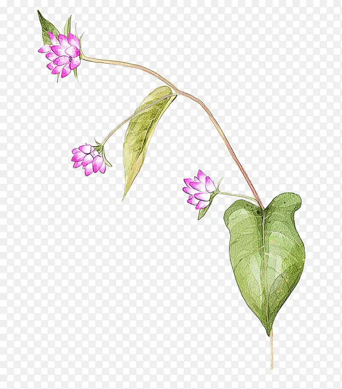 水彩手绘花草装饰图案
