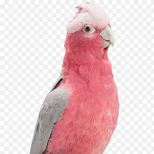 鹦鹉