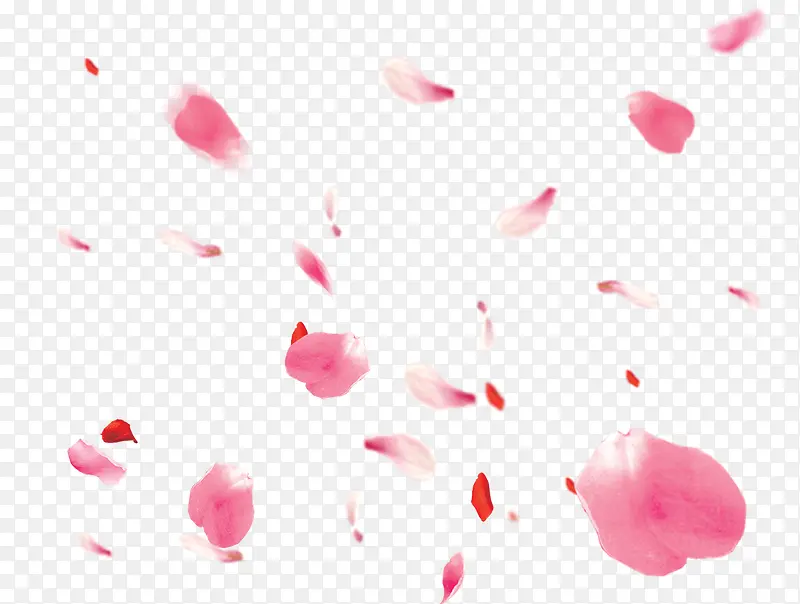 白色花瓣粉红色花瓣
