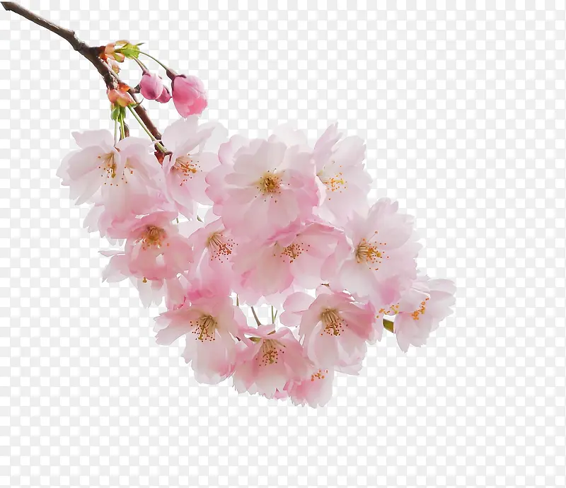 高清粉红色花朵树枝PNG图片素材下载_图片编号10324123-PNG素材网