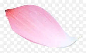 单朵粉红色花瓣装饰