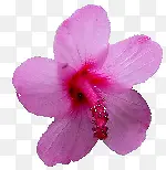粉红色花瓣花朵