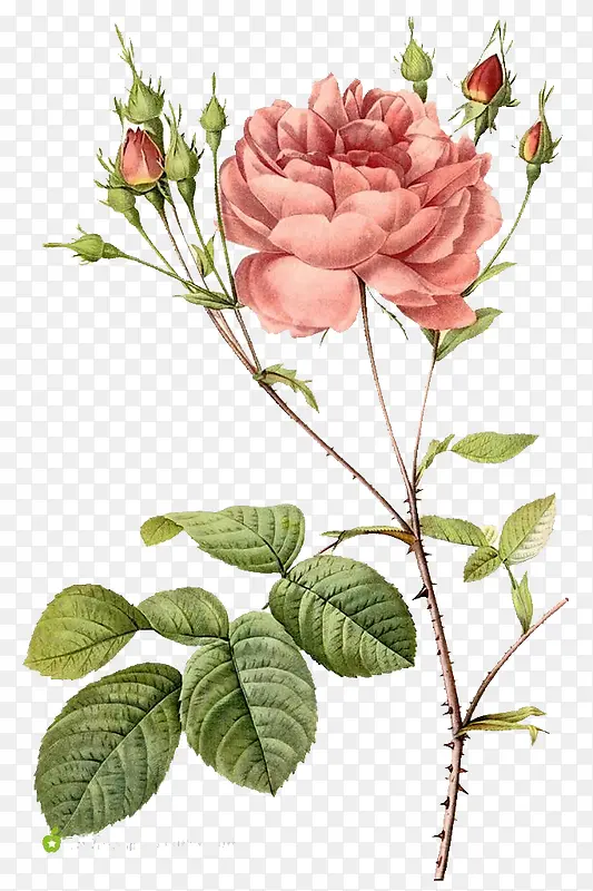 水墨手绘粉红色的花朵
